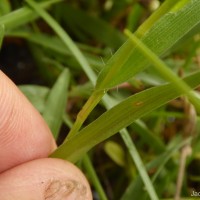 Murdannia dimorphoides subsp. dimorphoides Faden